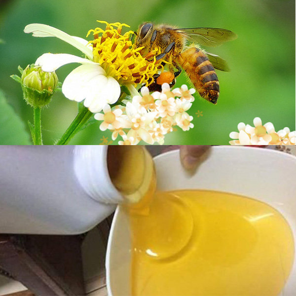 Cao cấp xuất khẩu Hoa Xuyến Chi Phúc Khang Hũ - Hàng Chính Hãng - Mật ong sạch , mật ong cao cấp đạt tiêu chuẩn xuất khẩu - Bồi bổ cơ thể , tăng sức đề kháng