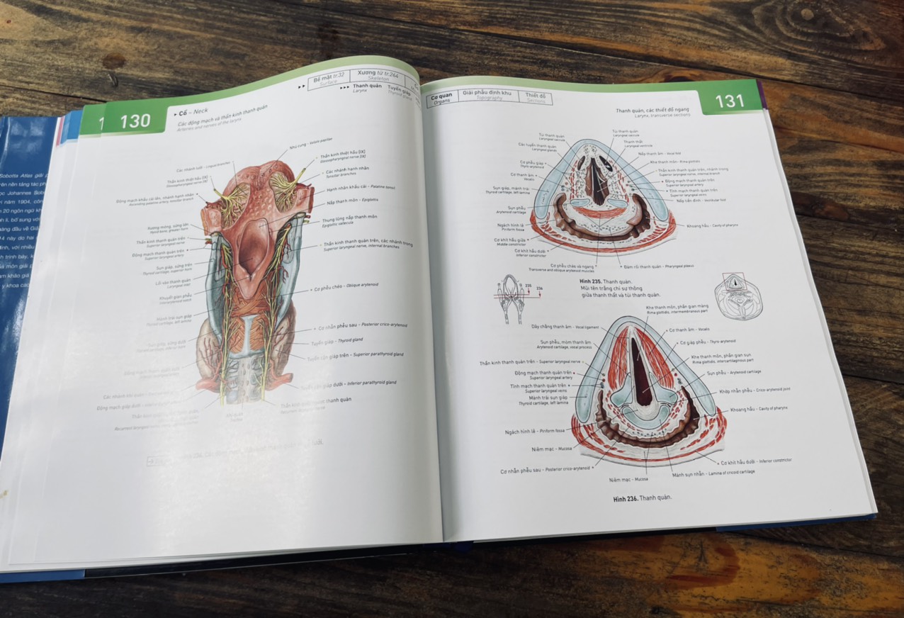 Bìa cứng, in màu toàn bộ _ SOBOTTA A.TLAS GIẢI PHẪU NGƯỜI (PHIÊN BẢN THỨ 14)– Johannes Sobotta- Đông A- NXB Dân Trí