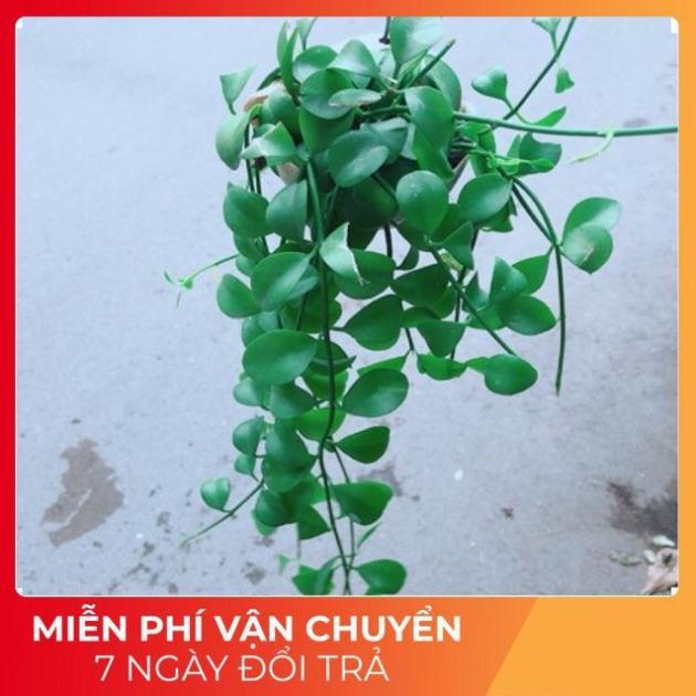 Đô La Dây Vỏ Ốc