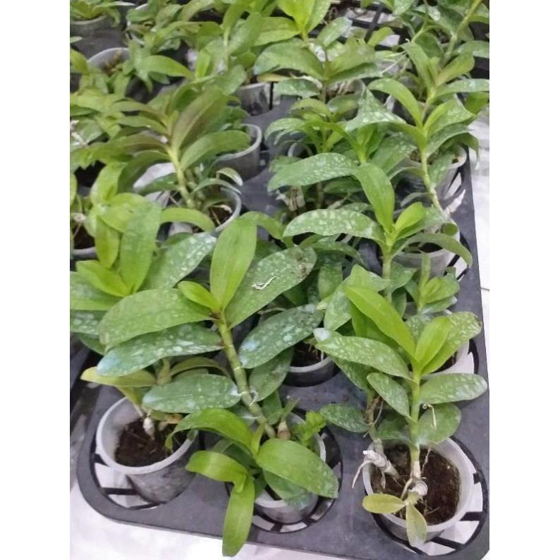 Hoa phong lan - 5ct quảng bình