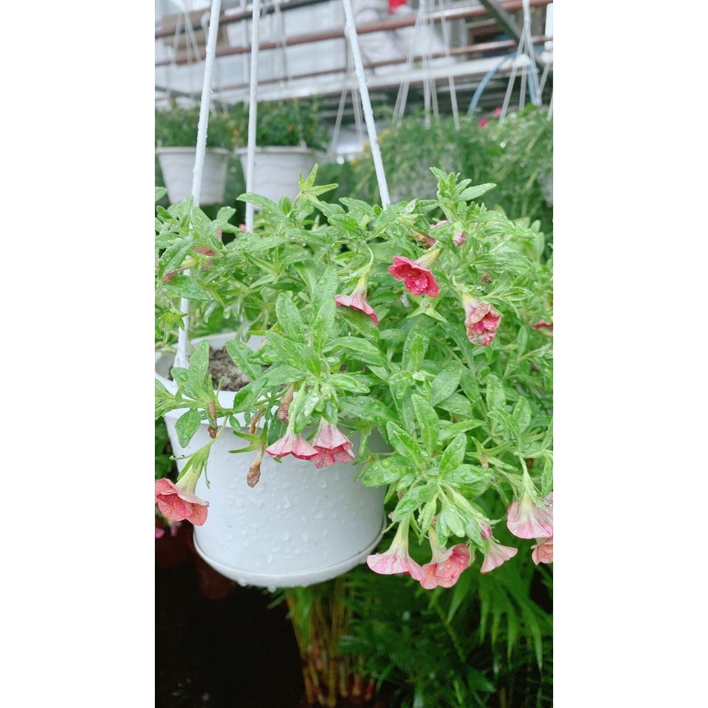 Chậu Hoa Triệu Chuông