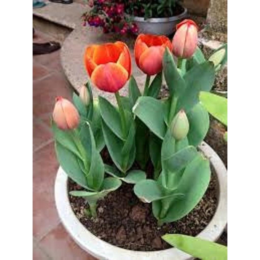 Combo 5 củ giống hoa tulip-củ giống - CTL