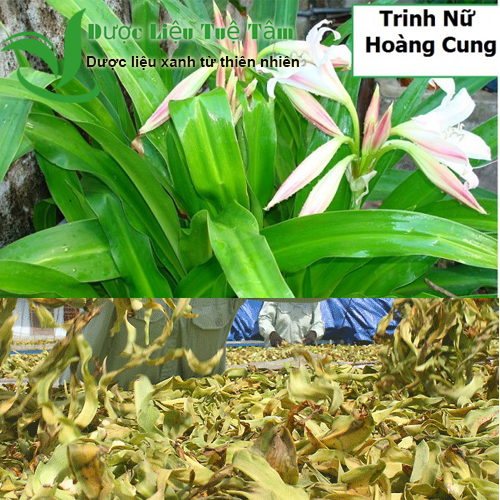 Cây trinh nữ hoàng cung - Lá khô hữu cơ tự nhiên gói 1kg