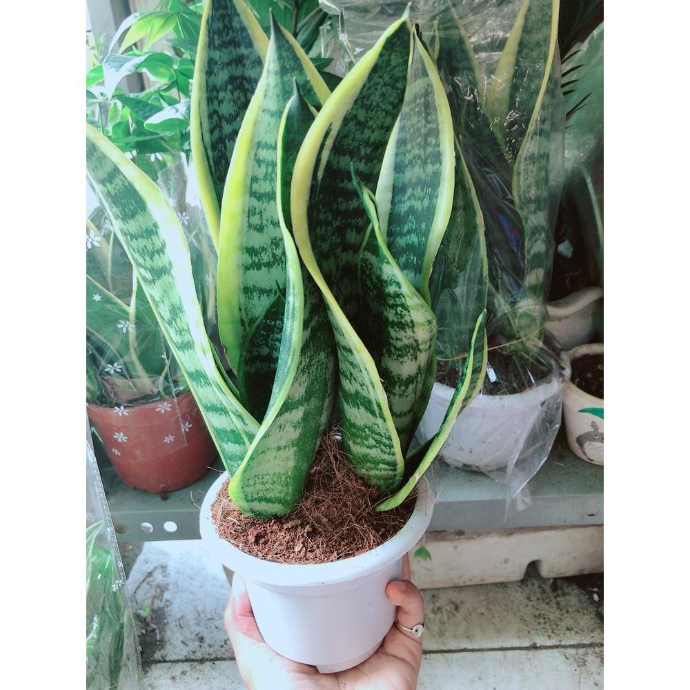 Chậu Lưỡi Hổ