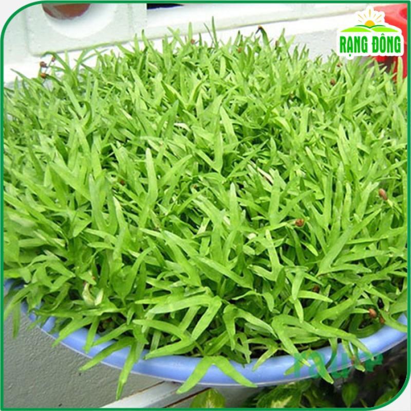 Hạt Giống Rau Mầm Rau Muống Dễ Trồng, Nhanh Thu Hoạch, Nhiều Chất Dinh Dưỡng (gói 100 gr) - Hạt giống Rạng Đông