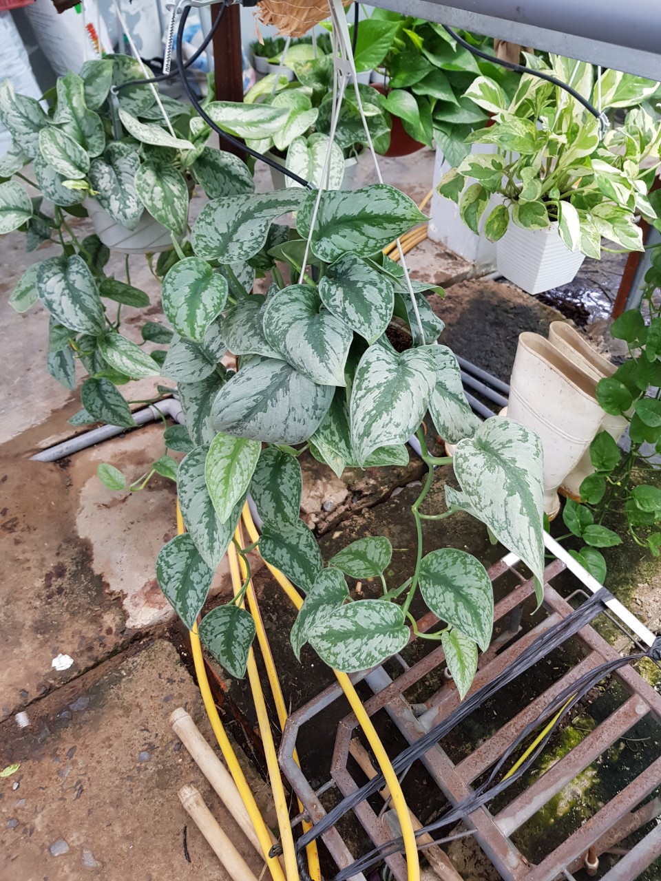 Trầu Bà Lụa Chậu Treo