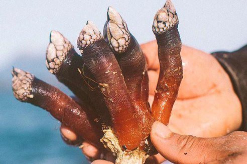 dog on patrol chapter 32 38