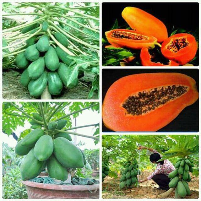 Cây giống đu đủ lùn thái lan-quả to tròn, đặc ruột , cực ngọt
