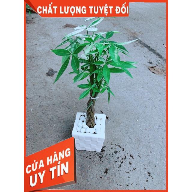 Chậu Kim Ngân Thắt Bính