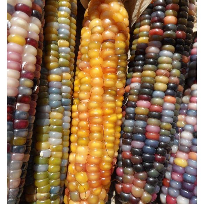 Hạt Giống Ngô nhiều gói 30 hạt-tặng kèm gói phân bón lót