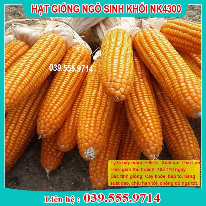 1KG HẠT GIỐNG NGÔ SINH KHỐI NK4300 - NGÔ LAI ĐƠN F1 NĂNG SUẤT CAO, ỔN ĐỊNH, CỎ CHĂN NUÔI