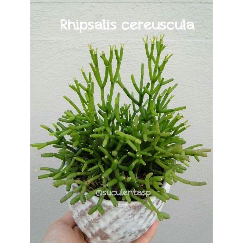 Cây sừng hươu - Rhipsalis cereuscula