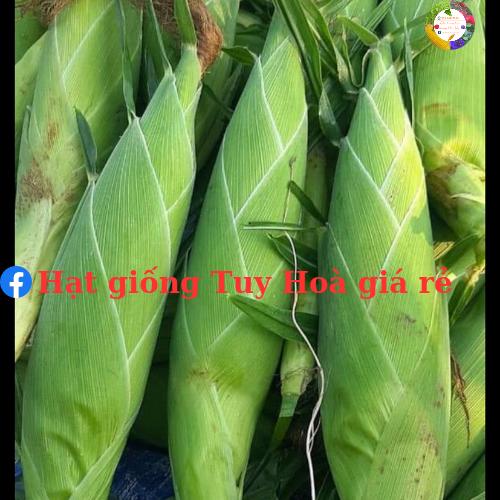 Hạt giống bắp ngọt lai F1 Honey 10 gói 1kg