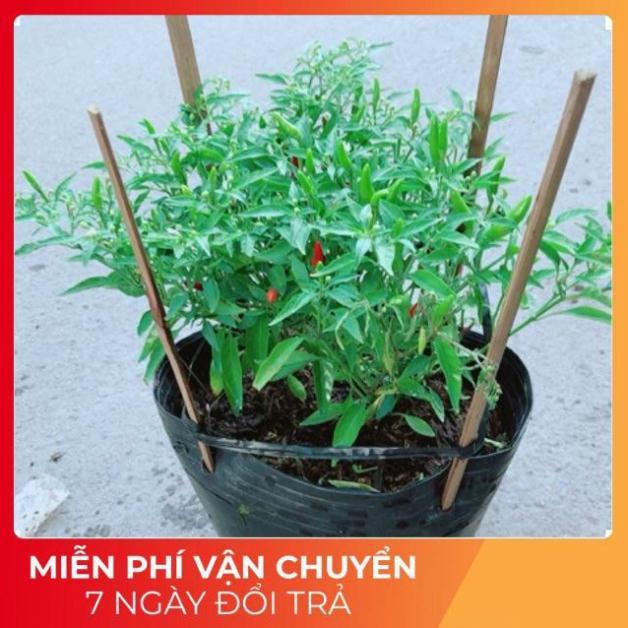 Bụi Ớt Hiểm