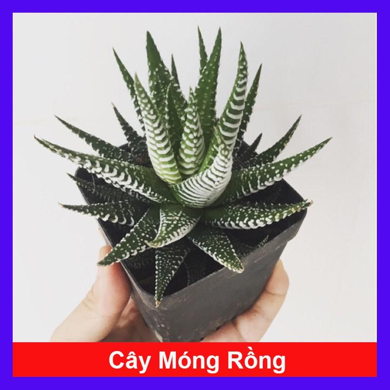 Cây Móng Rồng Sọc Vằn - cây sen đá móng rồng