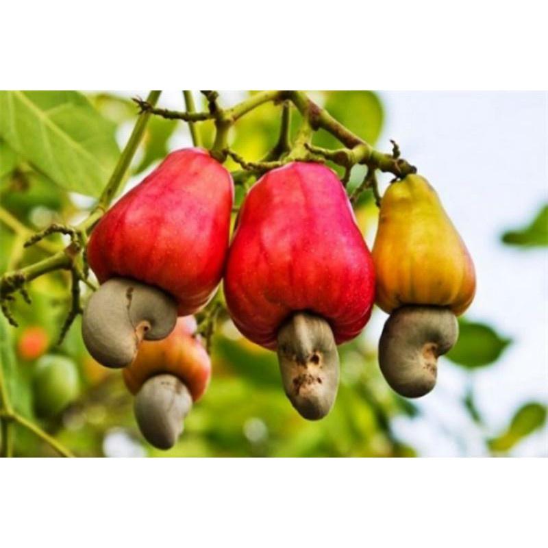 CÂY GIỐNG ĐIỀU ĐỎ