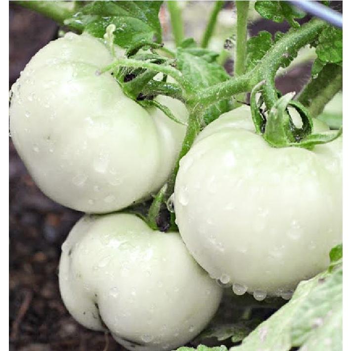 Combo 3 gói Hạt giống cà bát trắng,trái to f1 - gói 2 gram-tặng kèm gói phân bón lót