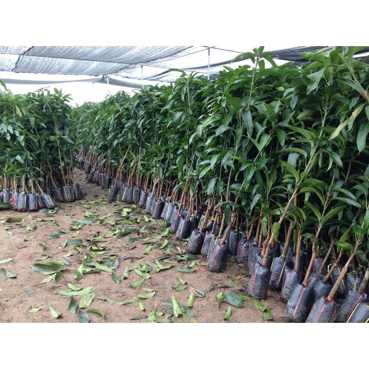 Cây giống soài úc