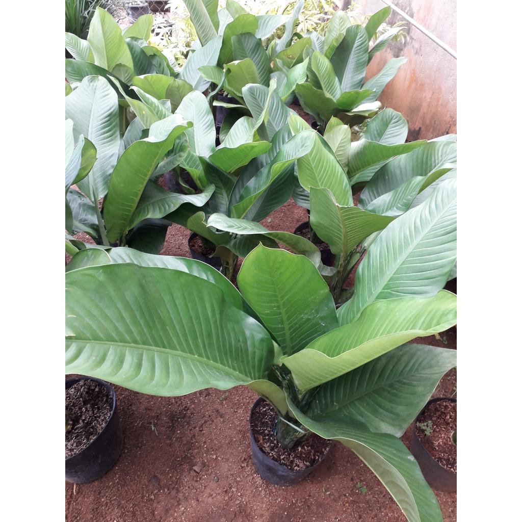 Combo 2 Cây giống Đại Tỷ Phú KHỔNG LỒ *
