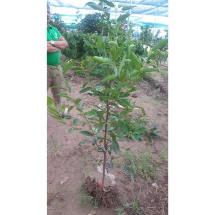 Cây lá vối nếp tốt cho sức khỏe(cây choai cao 1m2)