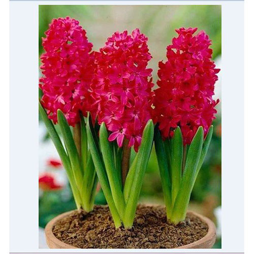 Củ giống hoa tiên ông Dạ lan hương Hyacinth Hà Lan