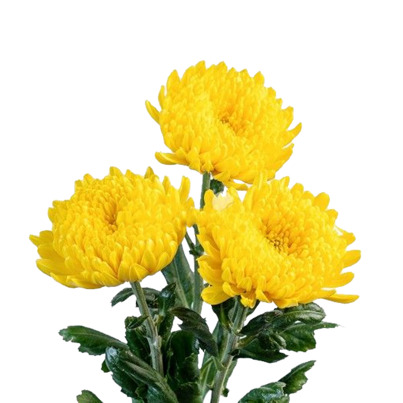 Hoa cúc đơn Dalat Hasfarm VàngTrắng