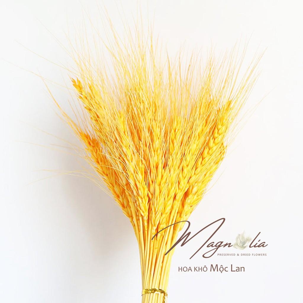 Hoa khô Decor nhà cửa ️️ Hoa Lúa mạch khô ITALY retro vinatge, trang trí cưới