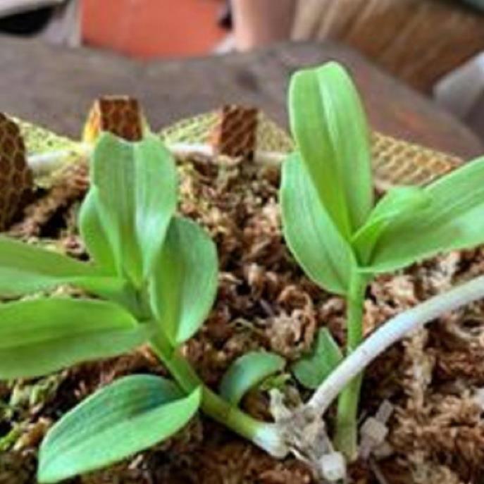 Hoa lan phi điệp tím bắc cạn