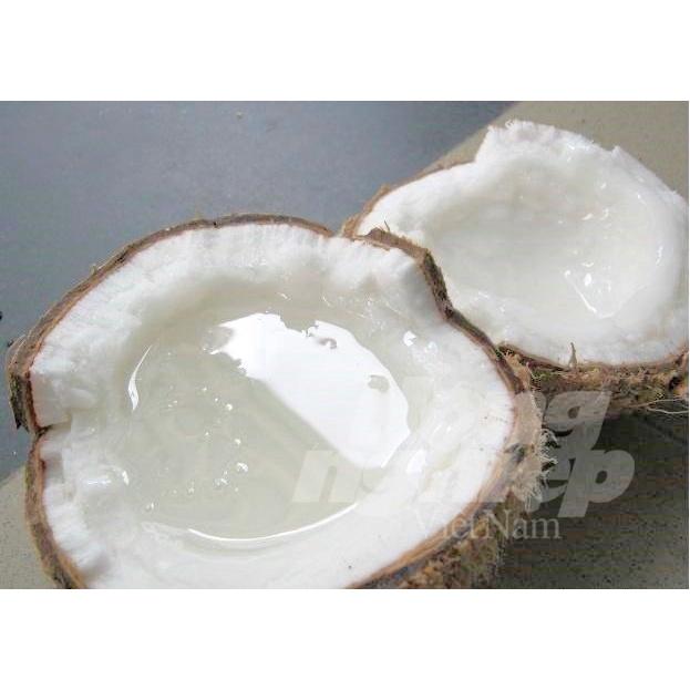 Cây giống dừa sáp ( đặc sản TRÀ VINH - đắt nhất trong các loại dừa )