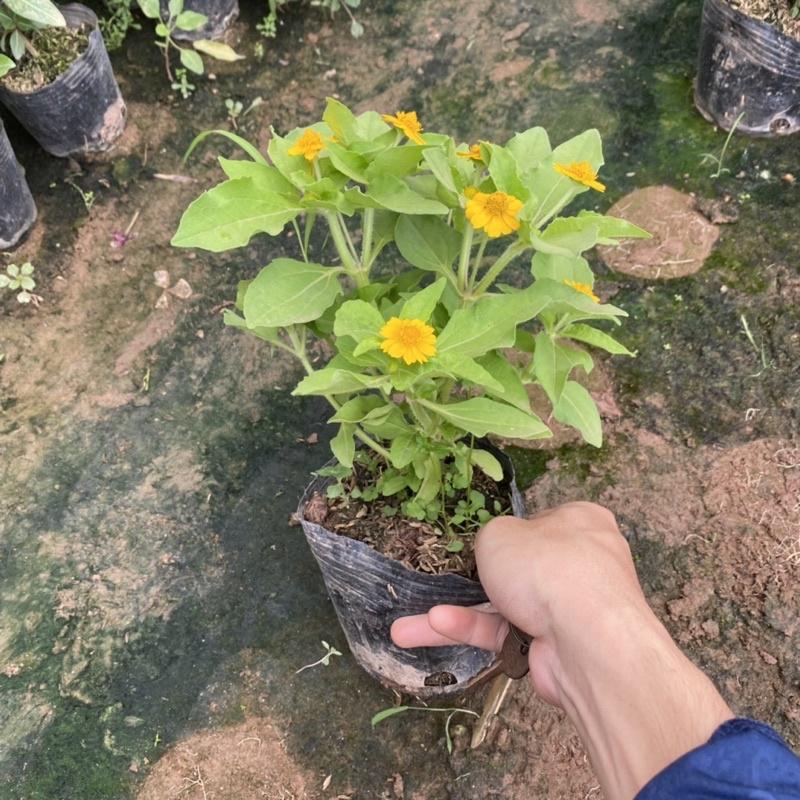 Cúc mặt trời trồng bịch đen đã có nụ và hoa