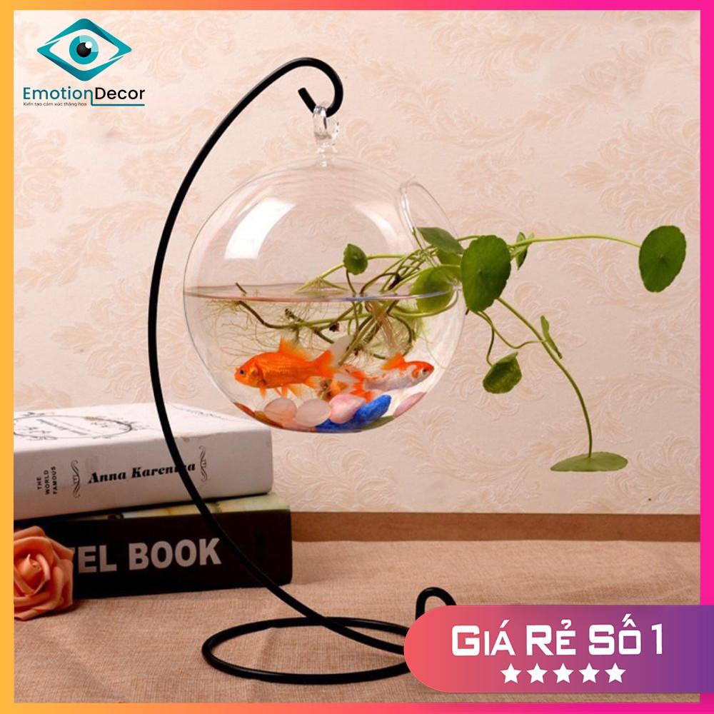 Bể Cá Mini Thủy Tinh Để Bàn  - Chuyên Nuôi Cá Betta, Bảy Màu