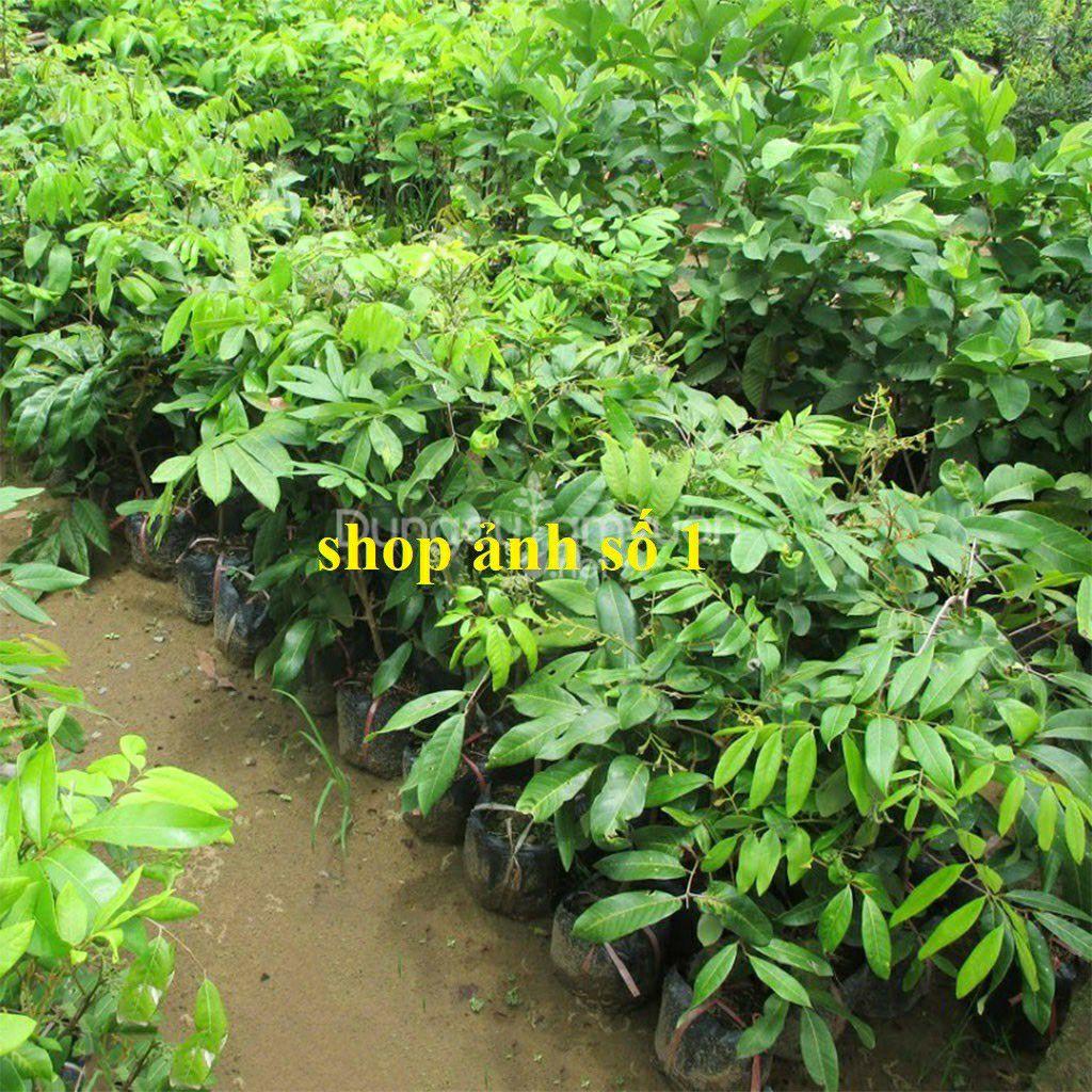 Cây giống Thanh nhãn siêu trái