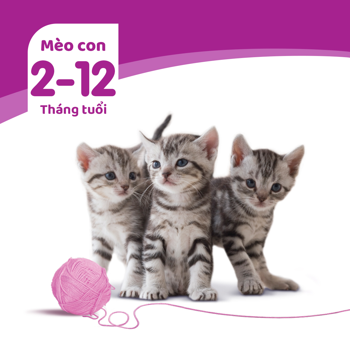 Bộ 12 túi thức ăn mèo con Whiskas vị cá thu túi 80g/túi