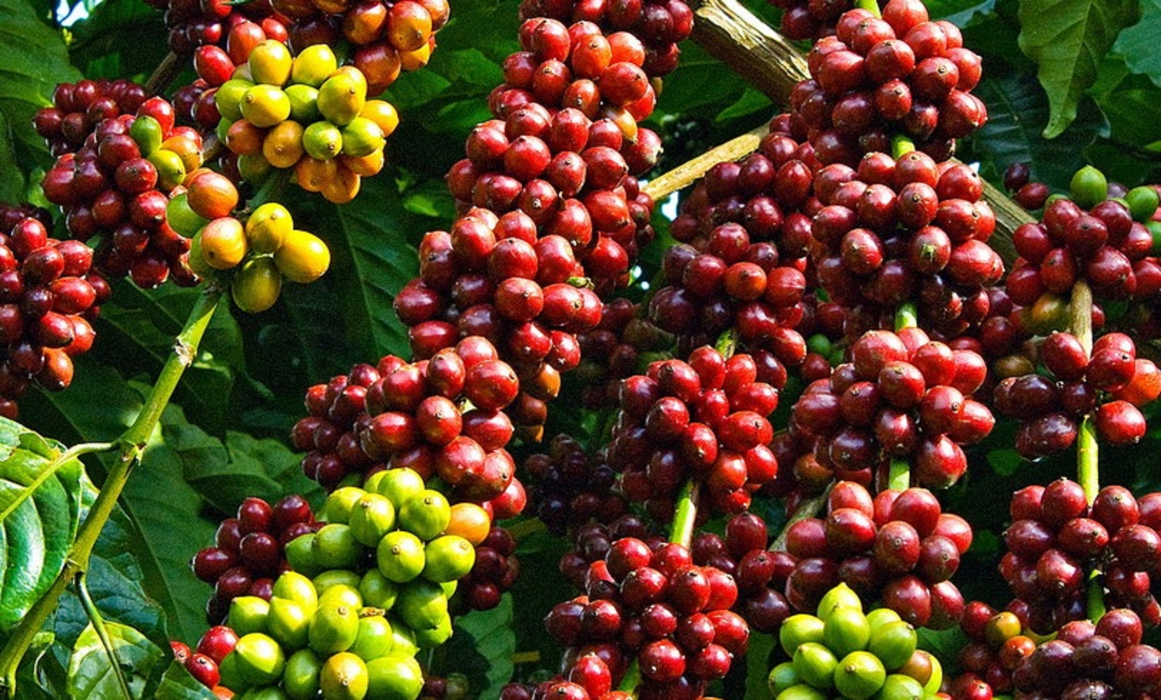 Tinh dầu Cà Phê (Coffee) 100ml Mộc Mây - tinh dầu thiên nhiên nguyên chất 100% - chất lượng và mùi hương vượt trội