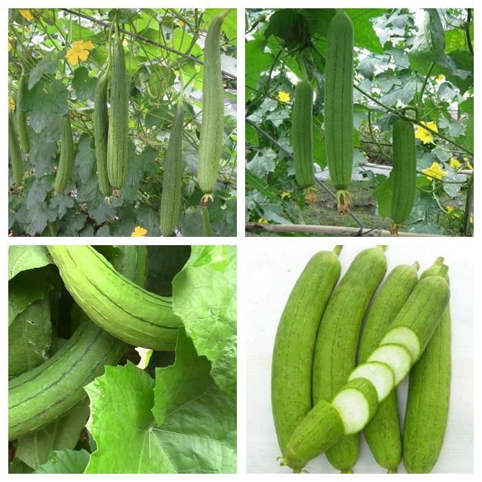 Hạt Giống Mướp Hương Thái Lan -