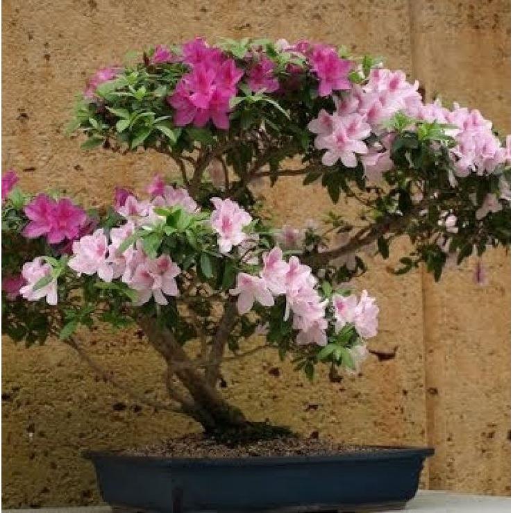 Hạt giống hoa đỗ quyên Mix nhiều màu CT371 - Gói 30 hạt