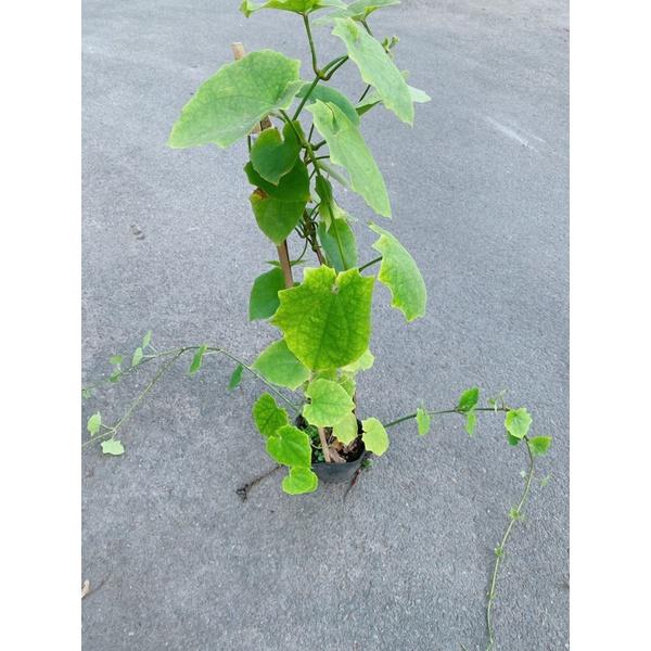 Cây Cát Đằng Lá Nhỏ