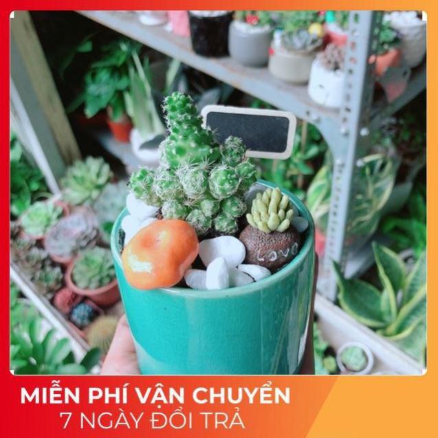 Chậu Xương Rồng Tiểu Cảnh