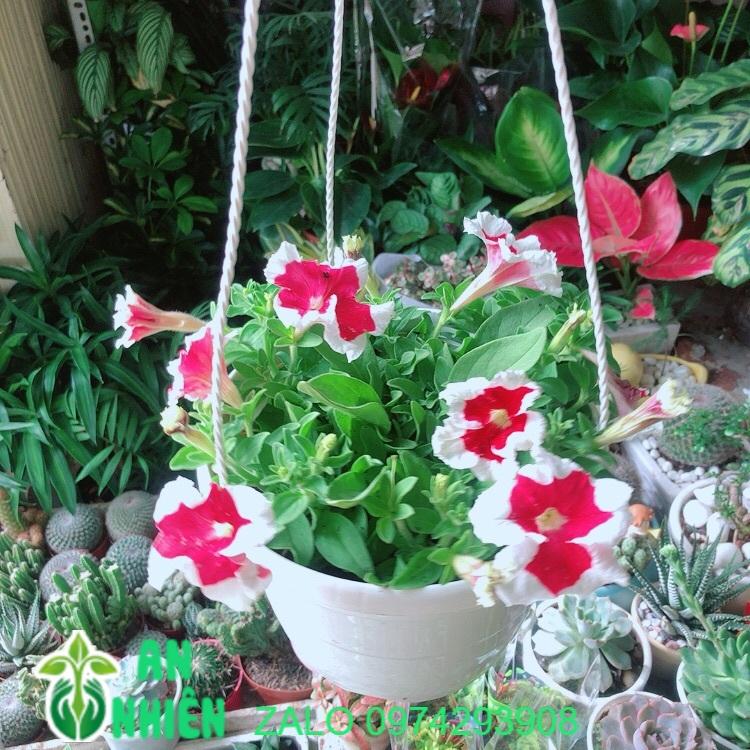 Chậu Hoa Dạ Yến Thảo