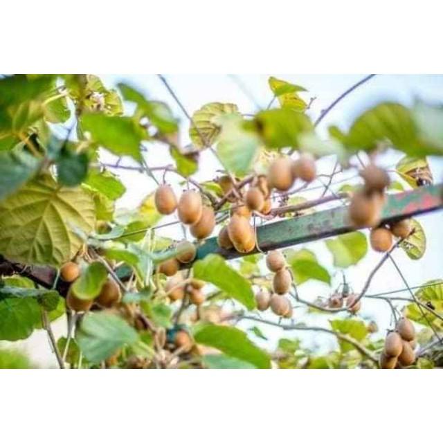 Sản phẩm CÂY GIỐNG KIWI