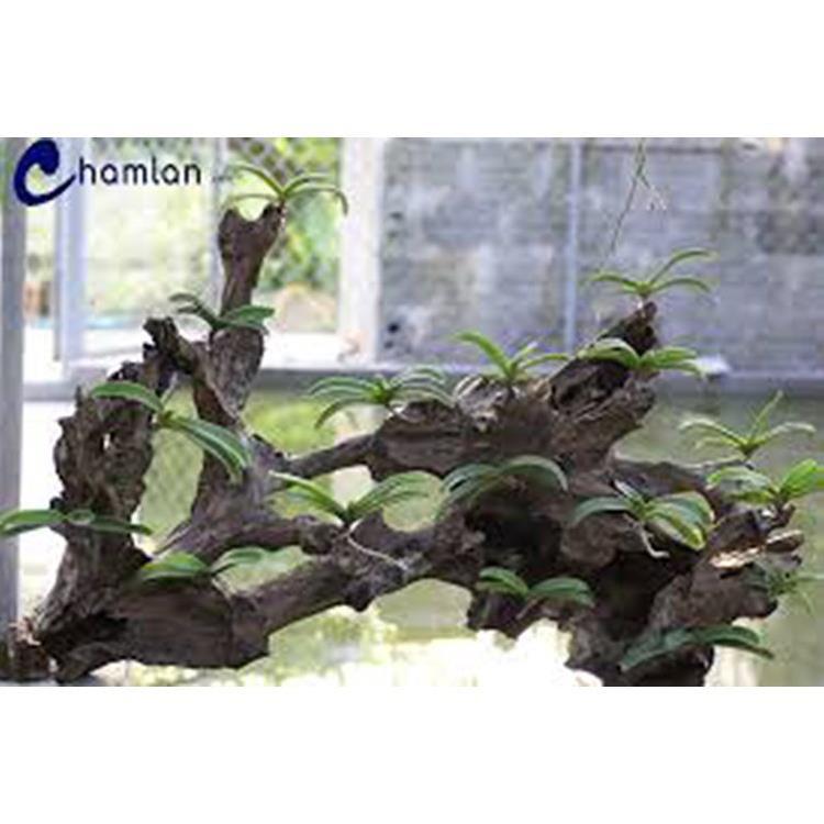 Hoa lan đai châu trắng đài loan