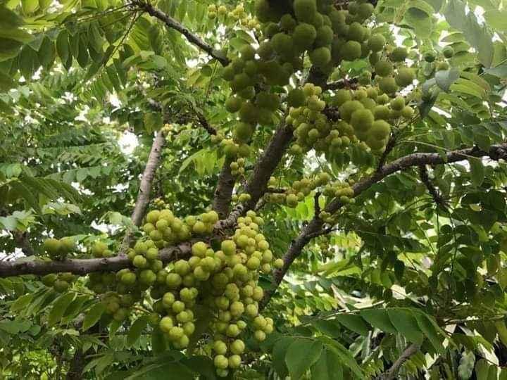 Cây chùm ruột ngọt siêu sớm