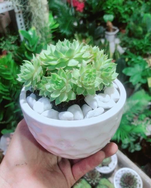 Phật Bà Xanh Kèm Chậu Sứ