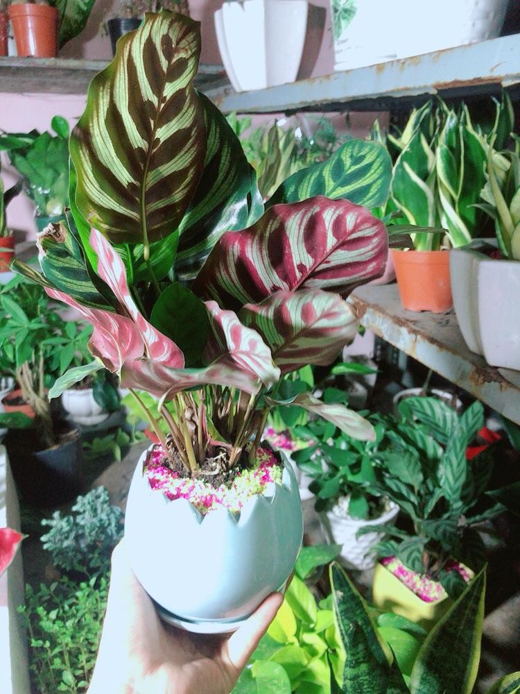 Chậu Cây Đuôi Công