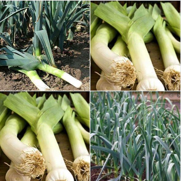 Hạt Giống Hành Baro,Tỏi Tây-gói 1gr/tặng kèm gói phân bón lót
