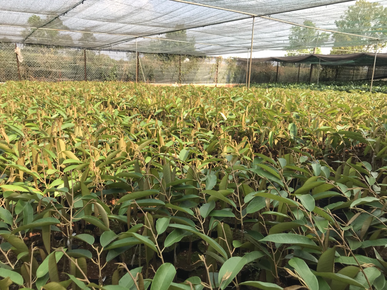 Cây Giống Sầu Riêng Thái Múi Dày Siêu Trái Siêu Sớm