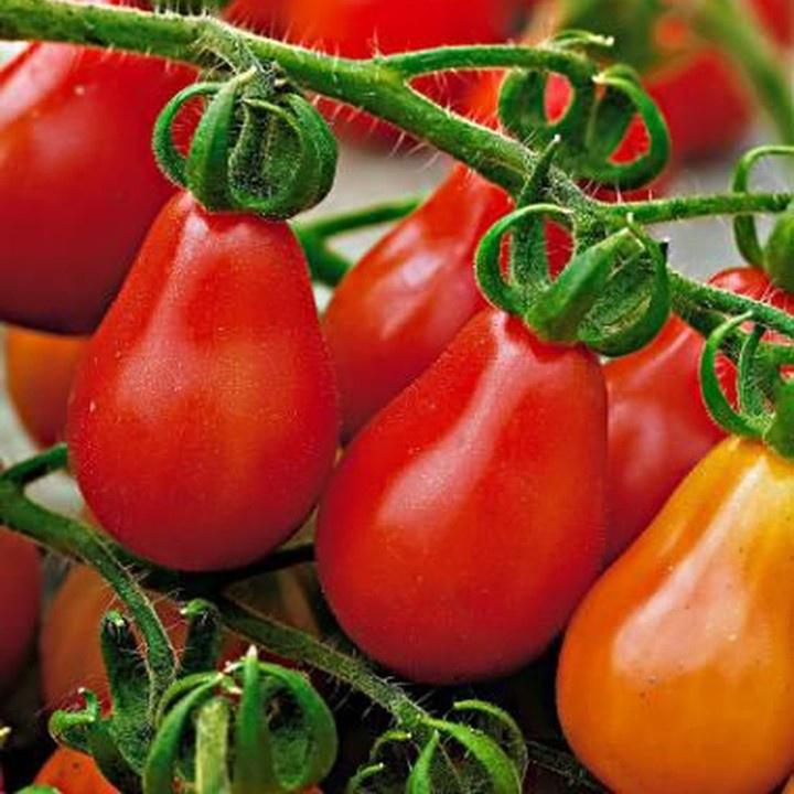 Hạt giống Cà Chua Trái Lê đỏ/ vàng , đóng gói 0,2gr