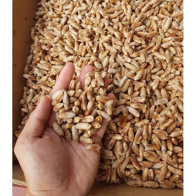 Hạt giống chà là Trung Đông CT237 - Gói 5 hạt