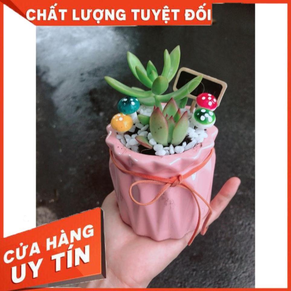 Chậu tiểu cảnh sen đá 1