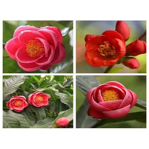 Combo 03 cây giống HOA HẢI ĐƯỜNG- Hoa siêu to, siêu đẹp, siêu rẻ - Hoa màu vàng rực rỡ - gửi đi nguyên bầu